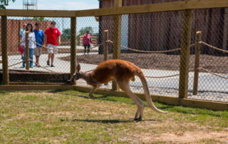 ark-encounter-petting-zoo