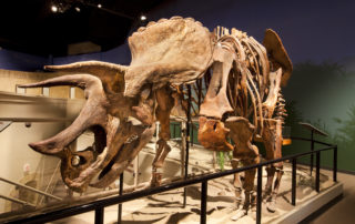 creation-museum-exhibit-mastodon